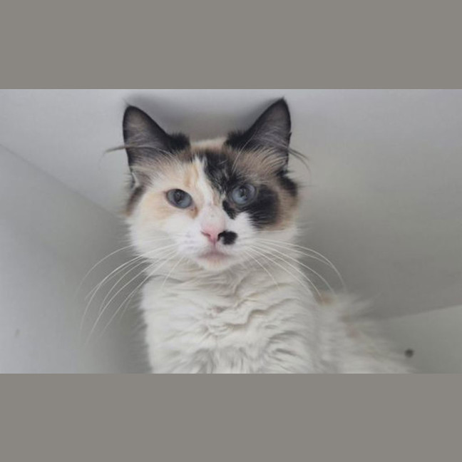 Photo of Neeko