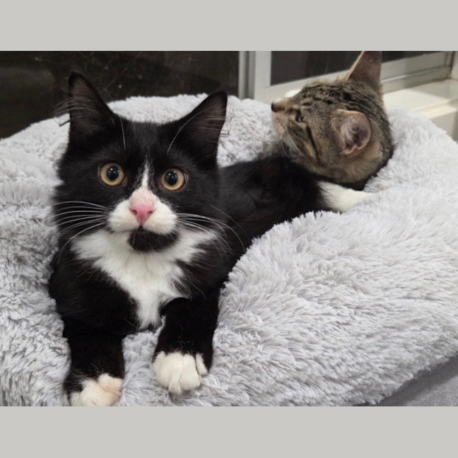 Photo of Harvey & Leo   5 Month Old Domestic Short Hair