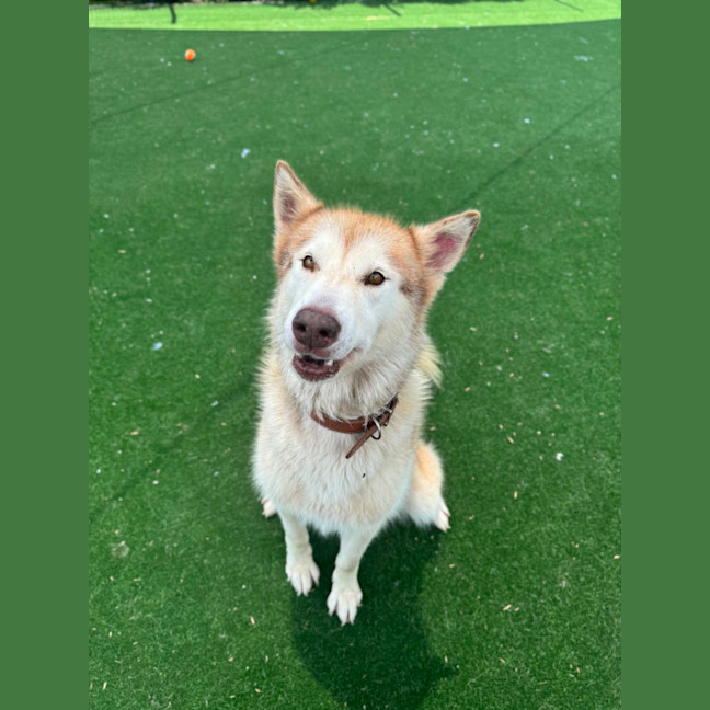 Photo of Meeka Imp 204