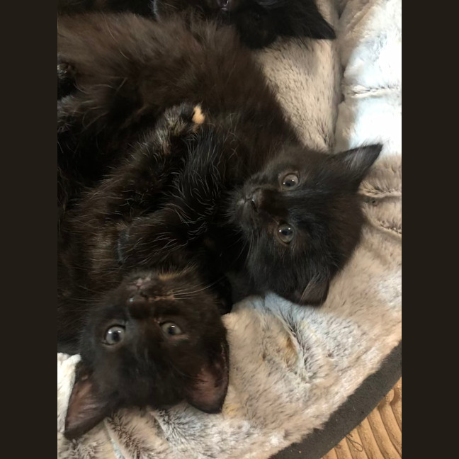 Photo of Misstachio   2 Month Old Domestic Short(trial)