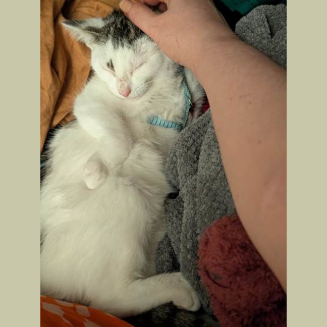 Photo of Olive