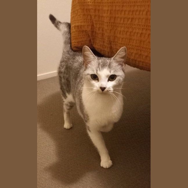 Photo of Banksia 🌺💐🌸