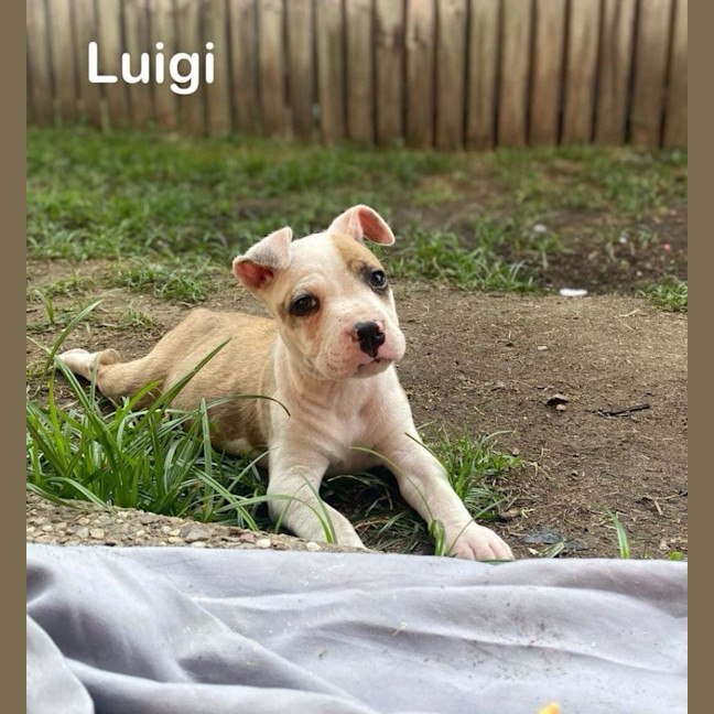 Photo of Luigi