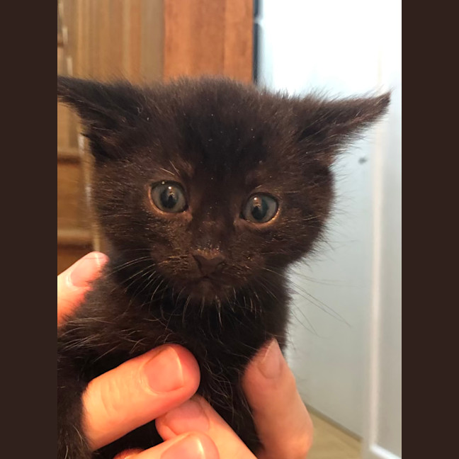 Photo of Kyle   2 Month Old Domestic Short Hair (Trial)