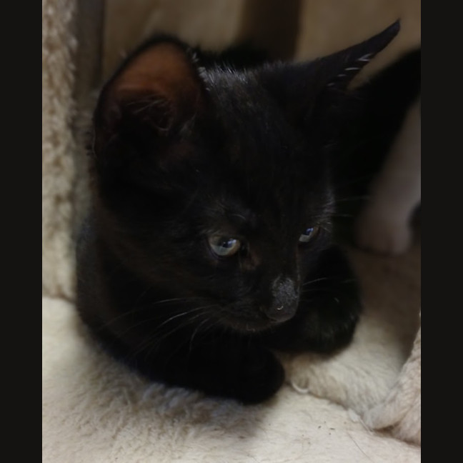 Photo of Batman 
