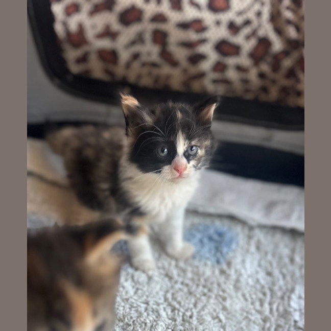 Photo of Hadley Parker