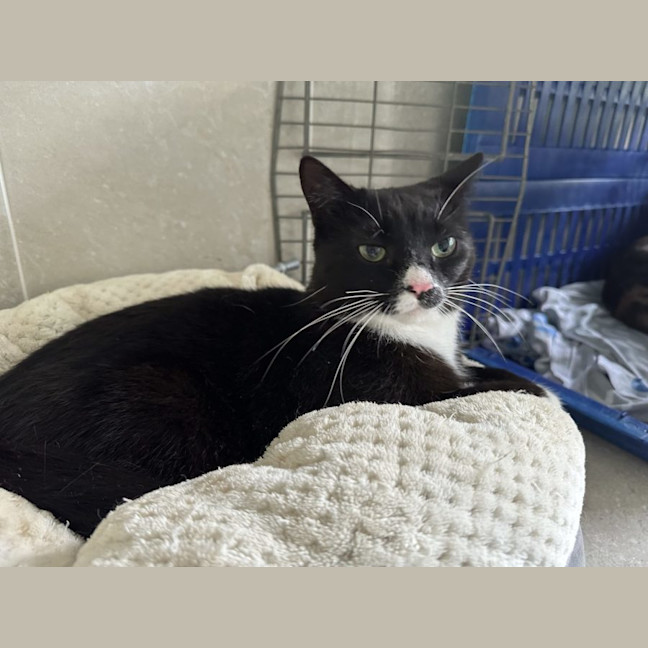 Photo of Abuelita   Now Available At Pet Quarters Belmont