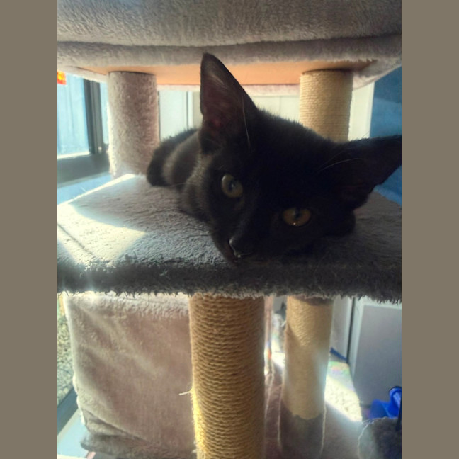 Photo of Bellatrix 🐈‍⬛ 
