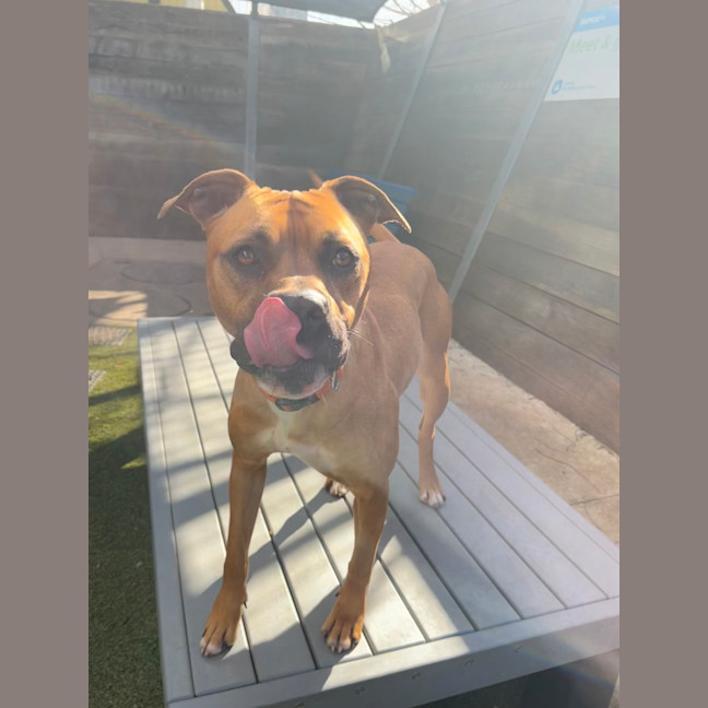 Photo of Nala
