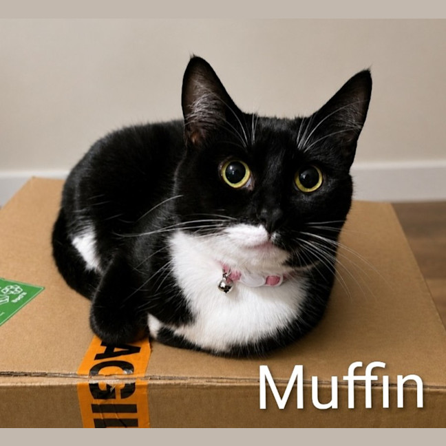 Photo of Muffin