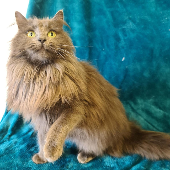 Photo of Tink