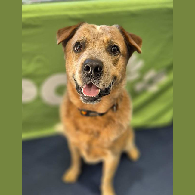Photo of Red Dog