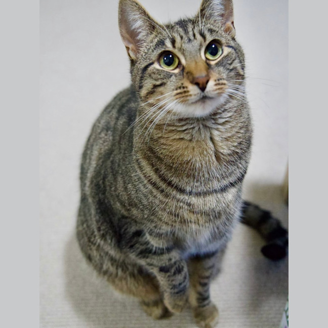 Photo of Wren