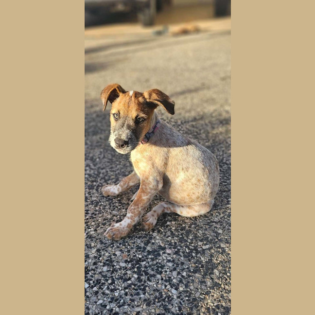 Photo of Tula