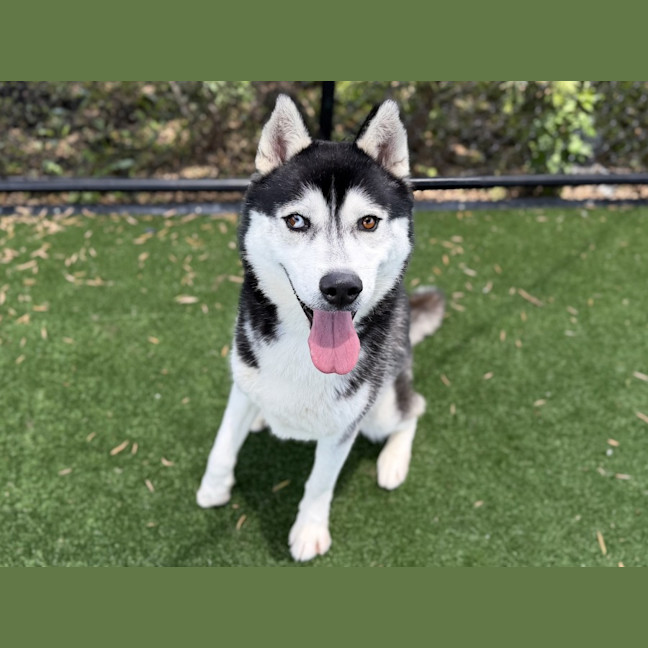 Photo of Ace Imp 3170