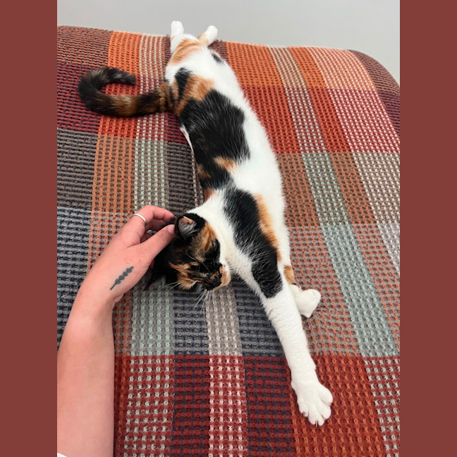 Photo of Tsuki   7 Month Old Domestic Short Hair