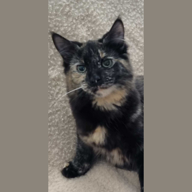 Photo of Dolly