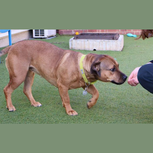 Photo of Ruby