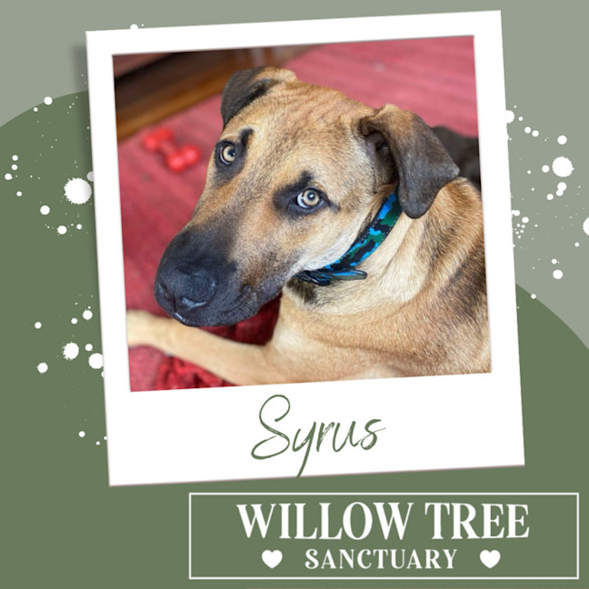 Photo of Syrus