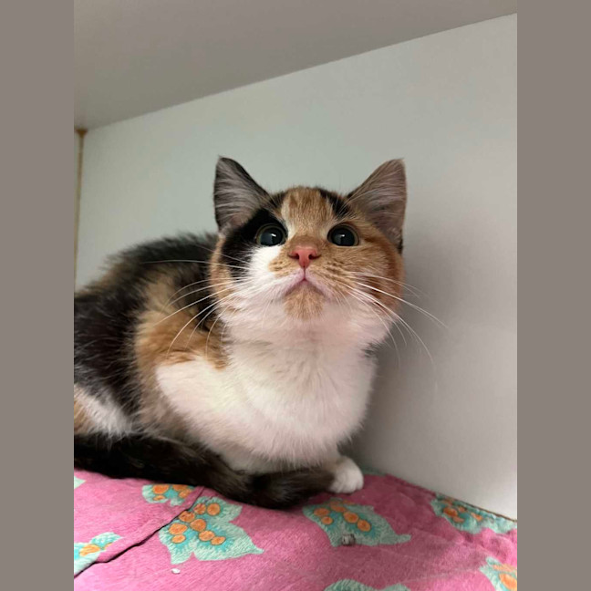 Photo of Rumpleteazer