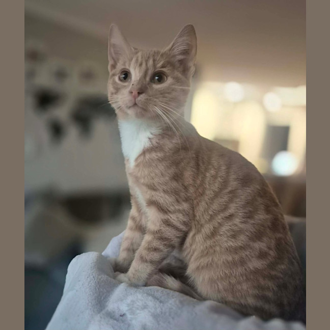 Photo of Ziggy