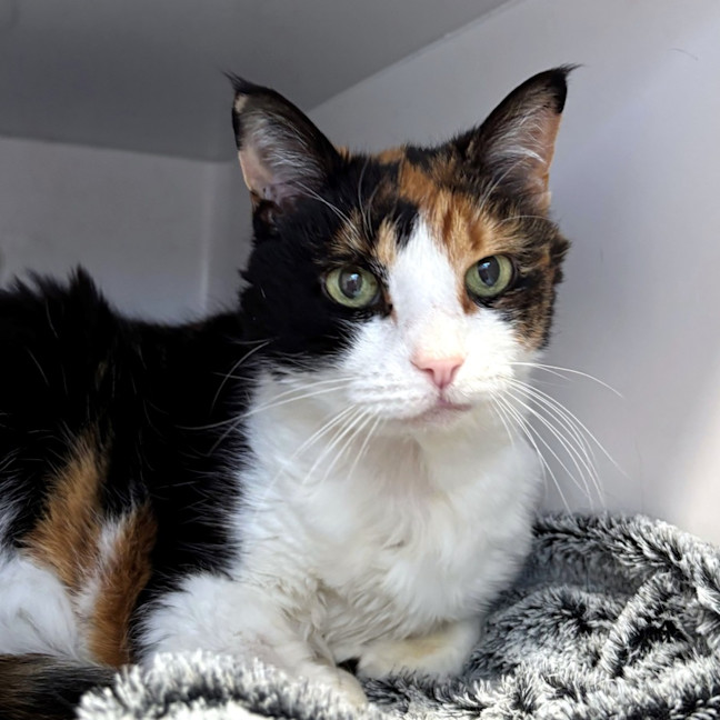 Photo of Po Sua013202