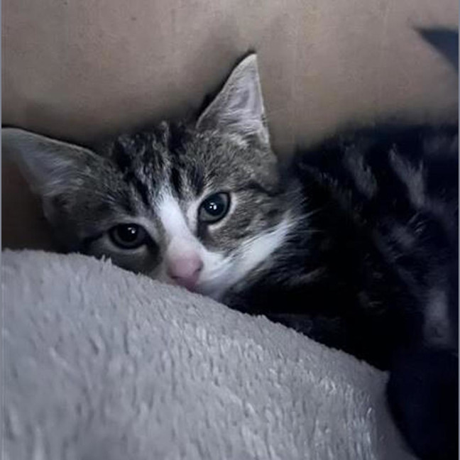 Photo of Bolt