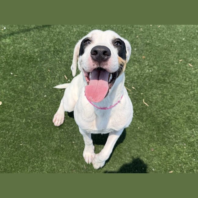 Photo of Faye Imp 3089