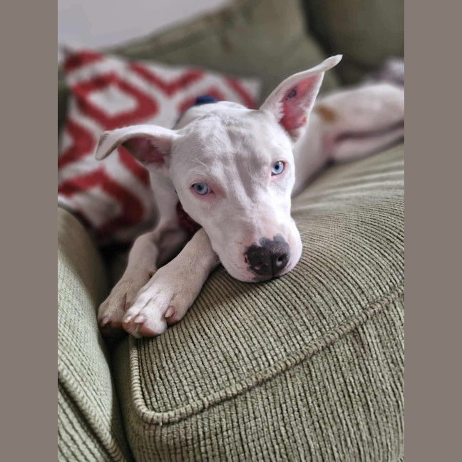 Photo of Rue