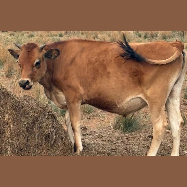 Photo of Biscuit, Bernard & Franklin
