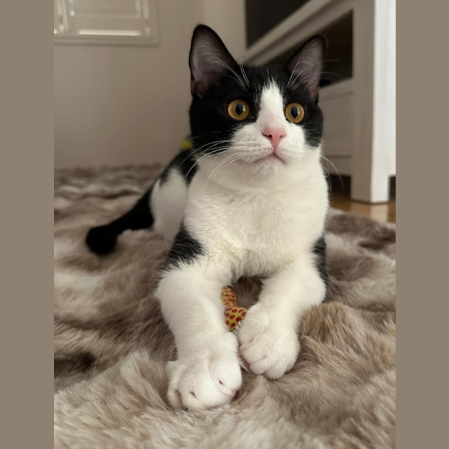 Photo of Moose