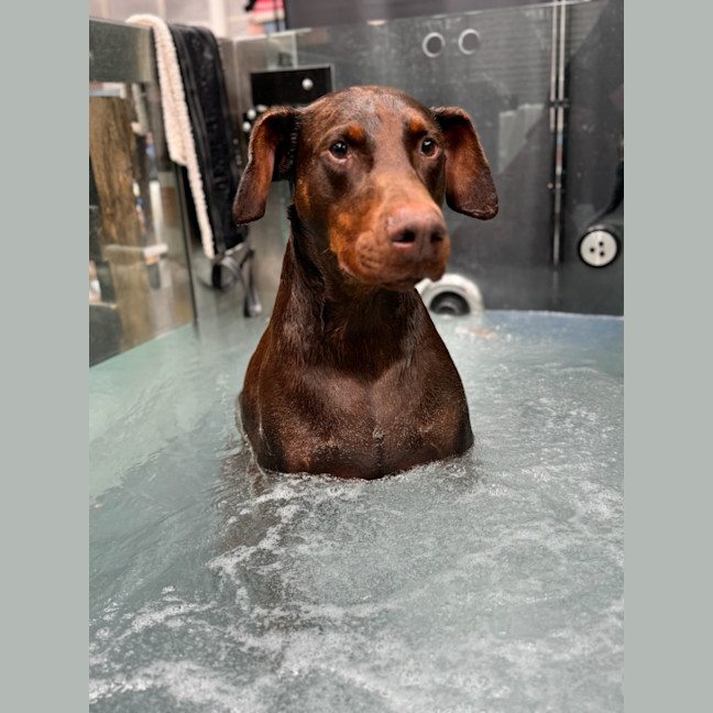Photo of Rusty ** A Good Boy **