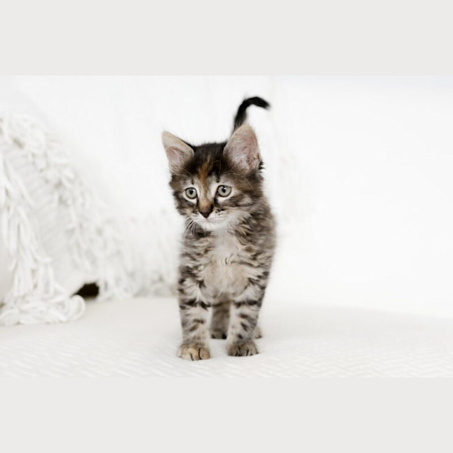 Photo of Octavia