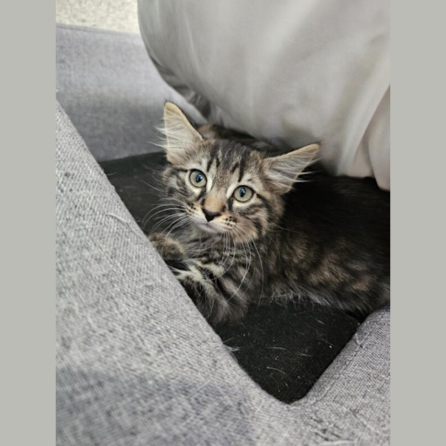 Photo of Flint