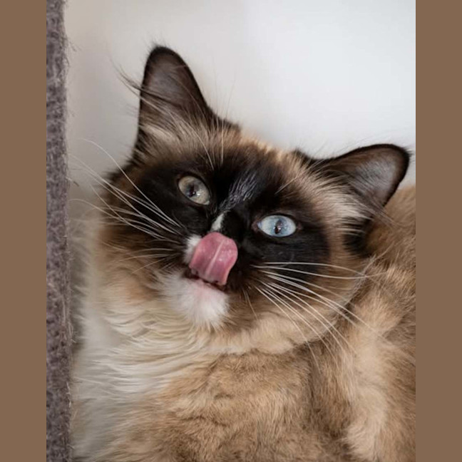 Photo of Scarlet