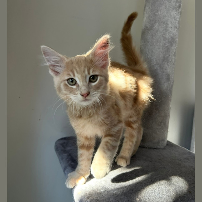 Photo of Passionfruit 