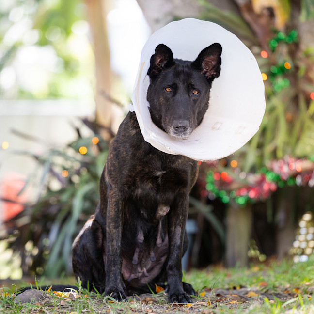 Photo of Dusty (Previously Dragon)