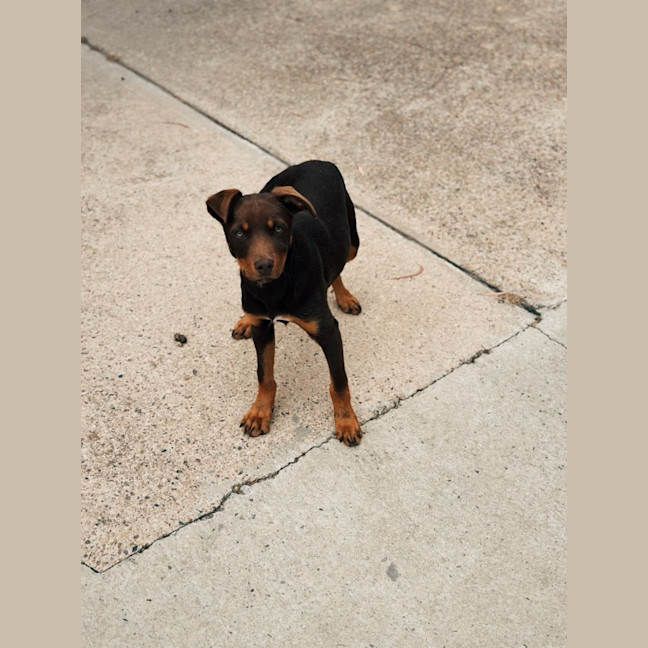 Photo of Brandy