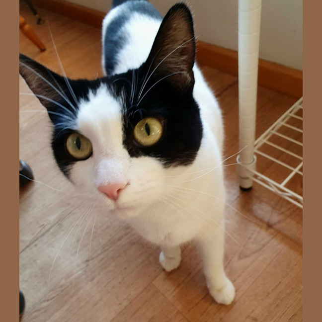 Photo of Missy