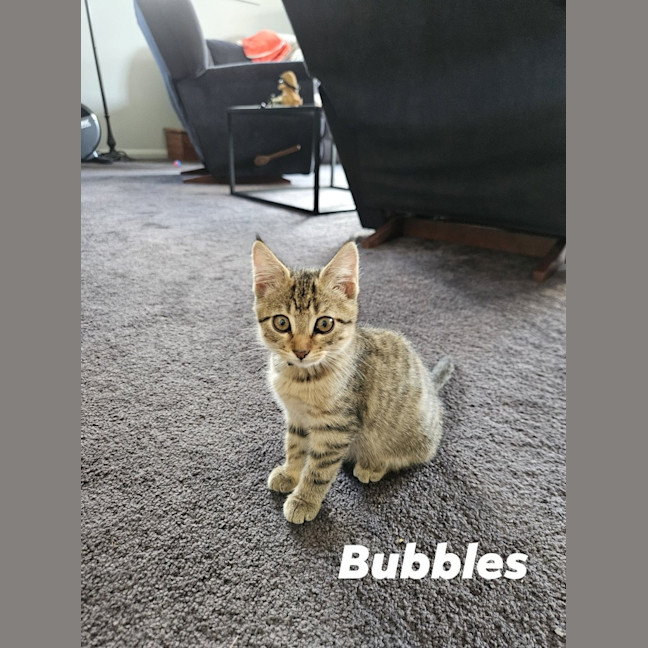Photo of Bubbles
