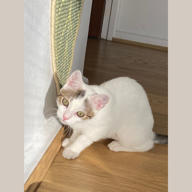 Photo of Snowey