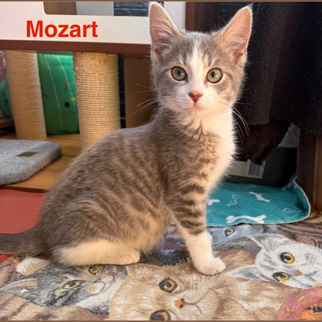 Photo of Mozart ** 2nd Chance Cat Rescue**