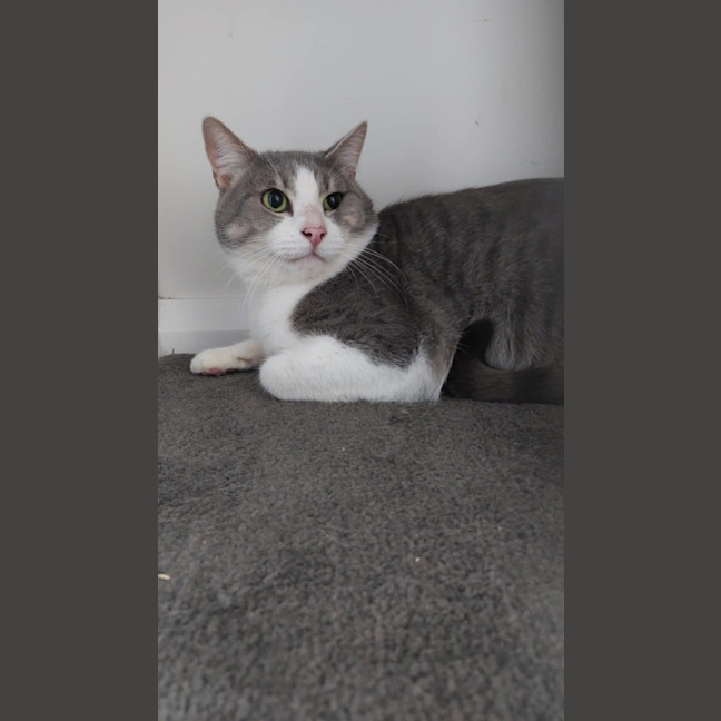 Photo of Mochi