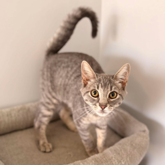 Photo of 13380   Cheeky Chops