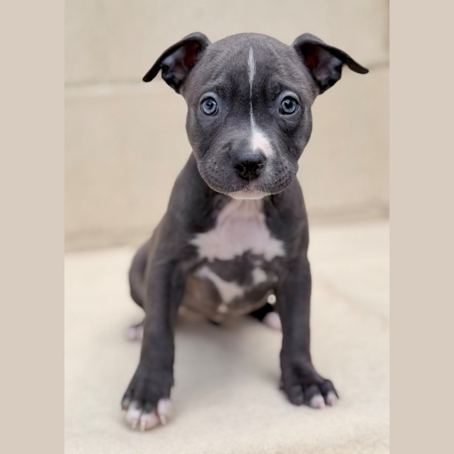 Photo of Ember