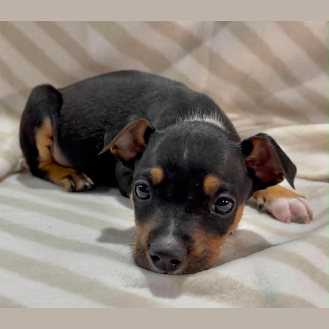 Photo of Praline