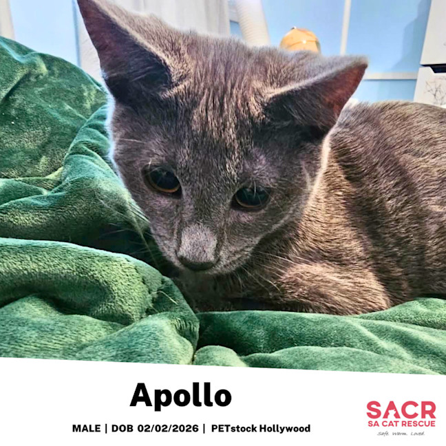 Photo of Apollo
