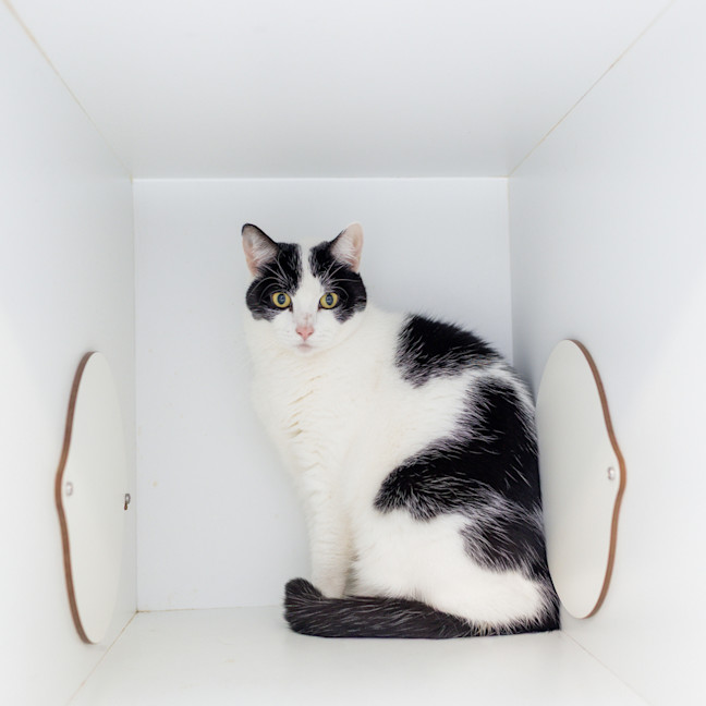 Photo of Luna