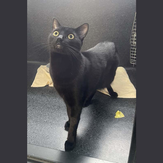 Photo of Nemo