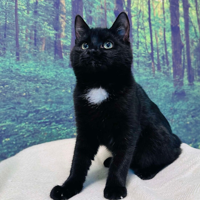 Photo of Skye   Located In Preston